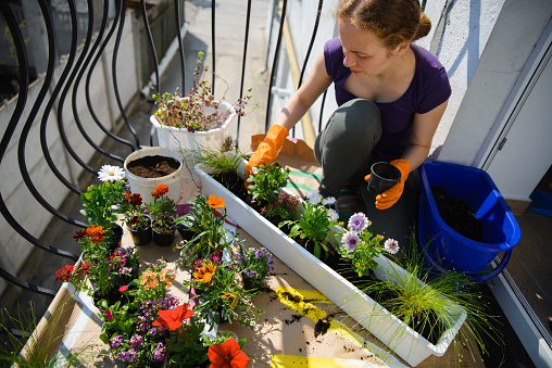 A woman is planting petunias, marigolds, and daisies on her balcony in the summer