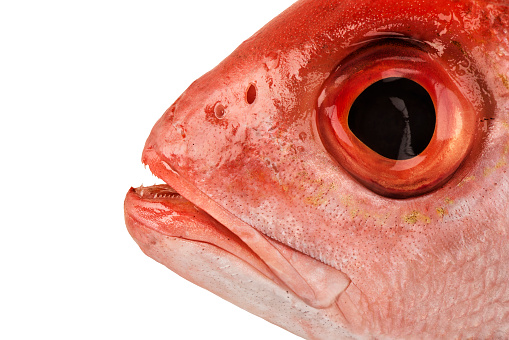 Close-up view of a yellowtail wrasse (Coris gaimard)