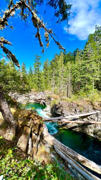 wodospad w englishman river falls provincial park, vancouver island, kolumbia brytyjska - englishman river falls zdjęcia i obrazy z banku zdjęć