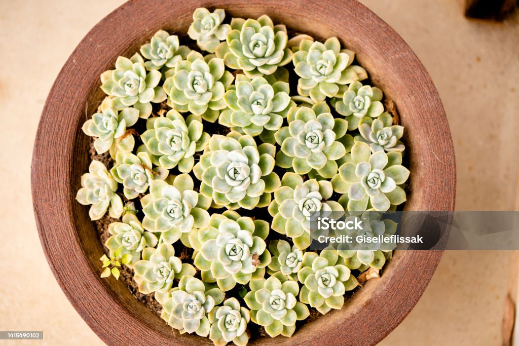 Echeveria plants growing in a flower pot outside High angle close-up of a a group of baby echeveria plants growing in a rustic flower pot on a patio Baby Echeveria Stock Photo