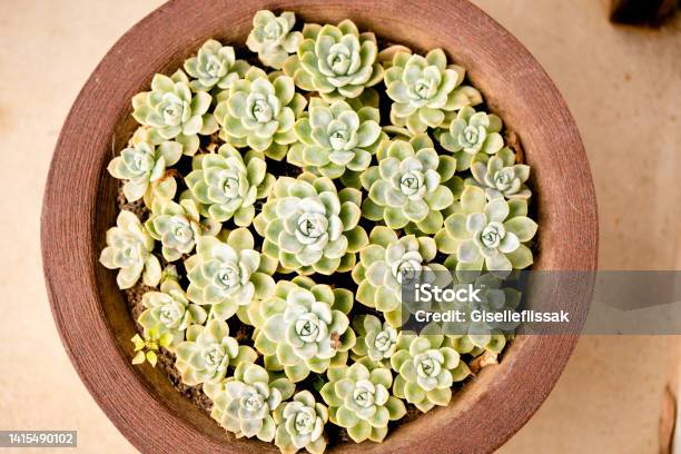 Echeveria Plants Growing In A Flower Pot Outside Stock Photo - Download Image Now - Baby Echeveria, Backgrounds, Beauty In Nature