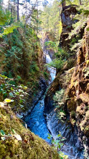 uma fenda nas montanhas através da qual um rio de montanha flui, azul transparente e escuro de uma cor brilhante rio inglês cai parque parksville qualicum vancouver island canadá - englishman river falls - fotografias e filmes do acervo