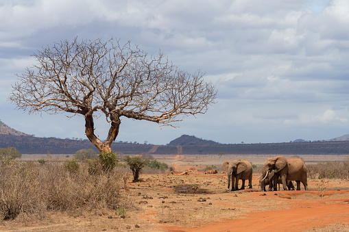herd of African elephants standing together at Tsavo East national park Kenya.