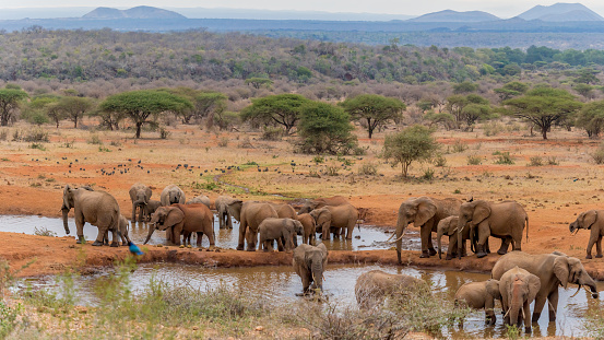 herd of African elephants together having water in morning at natural water pond at Amboseli national park Kenya