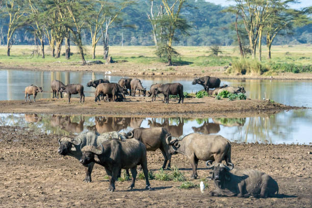 케냐 호수 나쿠루 국립 공원의 자연 물 연못에서 아프리카 버팔로의 무리가 함께 - lake nakuru 뉴스 사진 이미지