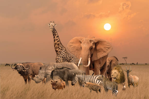 Group of safari African animals stand together in savanna grassland with background of sunset sky Group of safari African animals elephants, rhino, buffalo, giraffe, lion, elephant, leopard, hyena, zebra, wildebeest and others stand together in savanna grassland with background of sunset sky five animals stock pictures, royalty-free photos & images