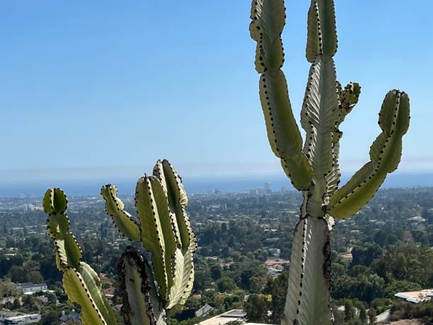 istock Pacific Ocean, Los Angeles 1415492117