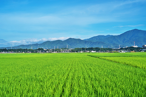 A rice field and the mountains of Tanzawa\nPaddy fields and Tanzawa mountains
