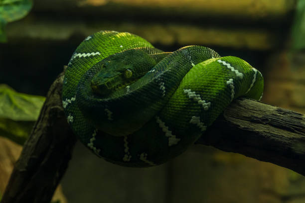 istock Green snake on a branch 1415497919