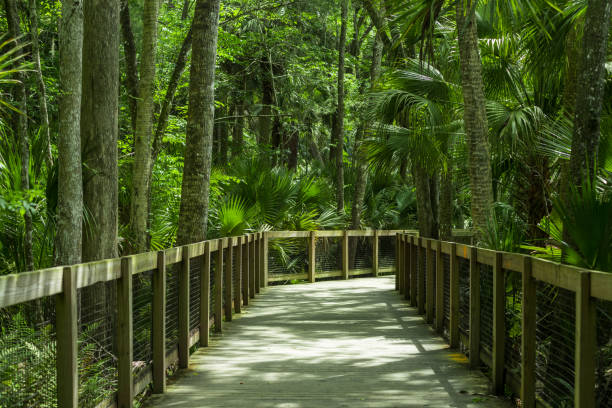 istock trail in the jungle 1415497920