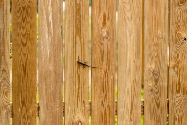 istock Wooden fence with small lizard 1415497987