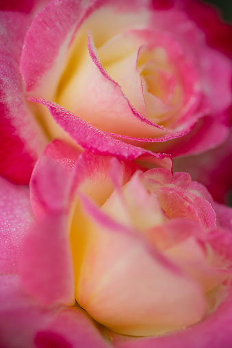 Pink roses that are blooming