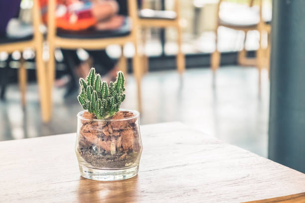 Small cactus in the vase on wooden table in the morning with copy space in the cafe background. Wood plant still life natural in the desert.