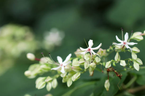 istock Small native white flower head of 