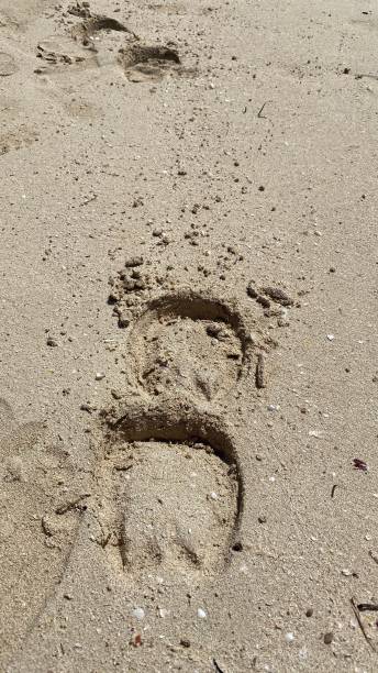 istock on beach visible traces of horse 1415501986