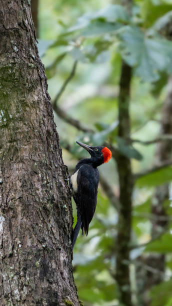 istock white-bellied woodpecker or great black woodpecker (Dryocopus javensis) 1415504146