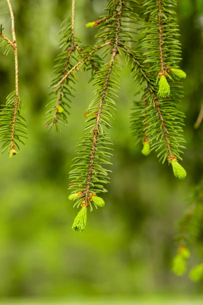 istock branch of a coniferous tree. Pine branch background 1415506107
