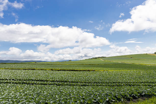 istock Landscape of a cabbage field on a vast plateau 1415506458