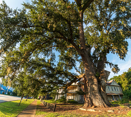 Fort Gaines, Georgia, USA - August 13, 2022: Enormous live oak tree next to the historic Dill House built circa 1830.  This tree was planted by Gen. John Dill and measures over 16 feet in circumference.