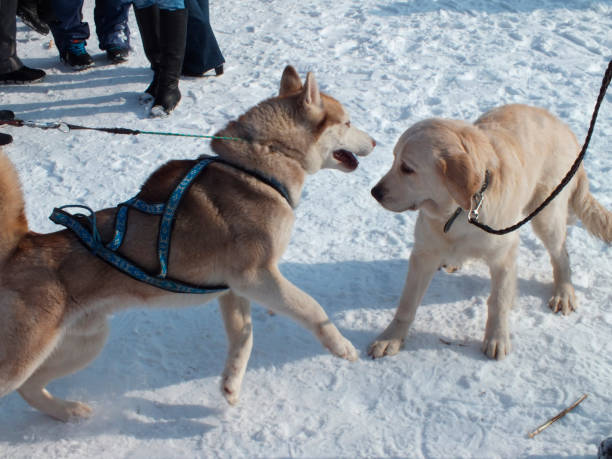 istock Sled dog breed, two brown and white dogs. 1415510771