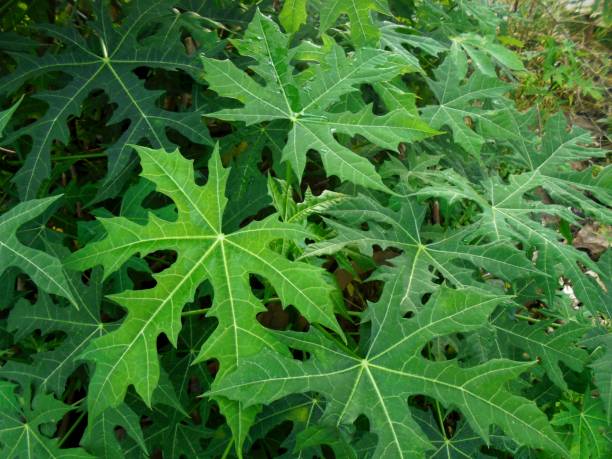 istock japanese papaya 1415511795