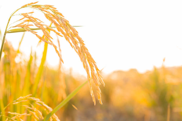 Close-up view of golden wheat ears glowing under warm sunlight, showing detailed texture, natural beauty, and rich harvest season concept, symbolizing agriculture, organic farming, and prosperity