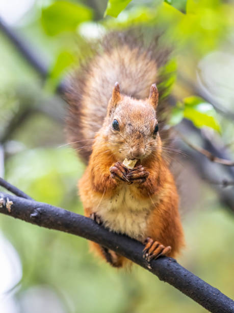 istock The squirrel with nut sits on tree in the autumn. Eurasian red squirrel, Sciurus vulgaris. 1415512652