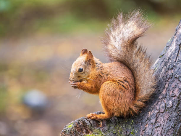 istock The squirrel with nut sits on tree in the autumn. Eurasian red squirrel, Sciurus vulgaris. 1415512657