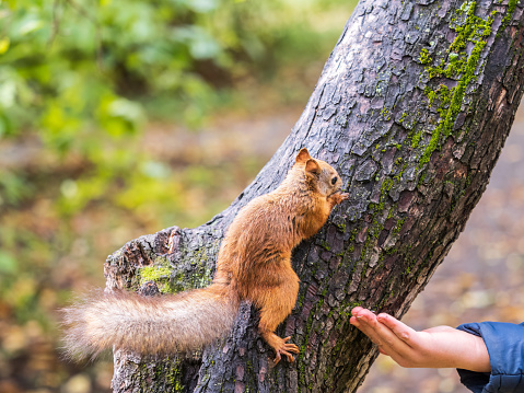 The boy feeds a squirrel with nuts from a hand in the wood. Wild animal. Autumn forest.