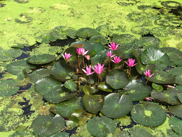 Nymphaea nouchali or Nyuphaea stellata or Star lotus or Star Water lily in Thailand. Nymphaea nouchali or Nyuphaea stellata or Star lotus or Star Water lily in Thailand. nymphaea stellata stock pictures, royalty-free photos & images
