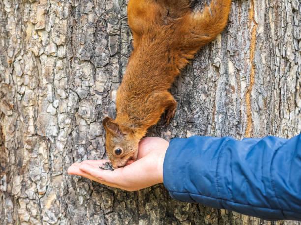istock The boy feeds a squirrel with nuts from a hand in the wood 1415512704