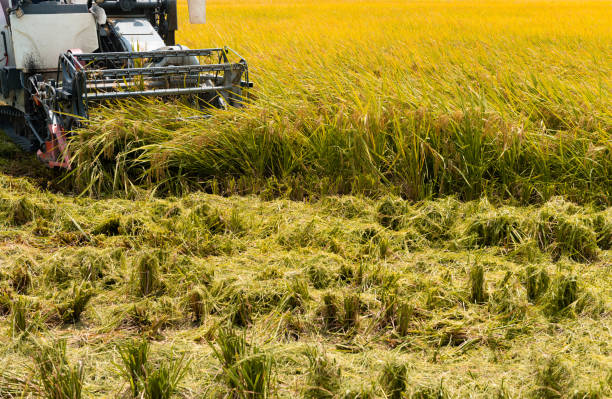 istock harvesting paddies by a harvester machine 1415512713