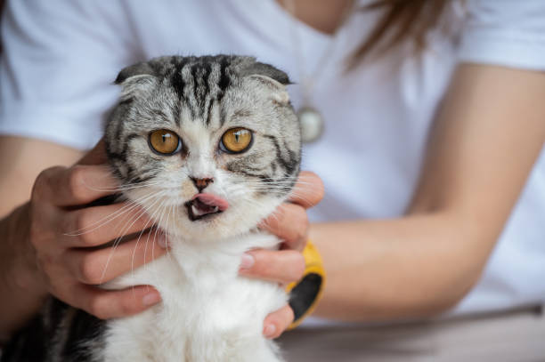istock Woman playing with her Scottish Fold cat. 1415513591
