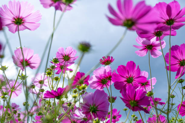 cosmos campos - autumn blue botany clear sky fotografías e imágenes de stock