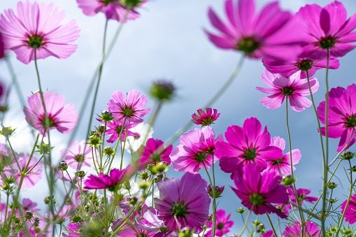 Colorful Cosmos Flowers In The Garden