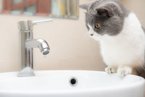 istock a british short hair cat watching a water tap with drips 1415514918