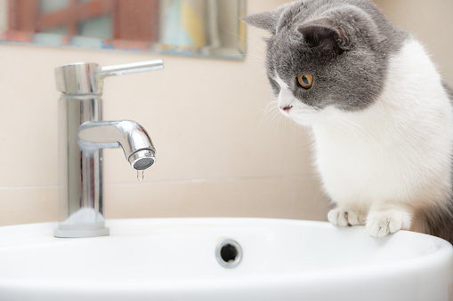 a british short hair cat watching a water tap with drips