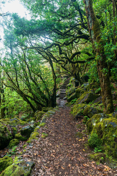 istock Hiking trail in Laurisilva forest in Madeira 1415516062