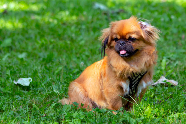 istock Red Pekingese puppy playing on the green grass. 1415517317