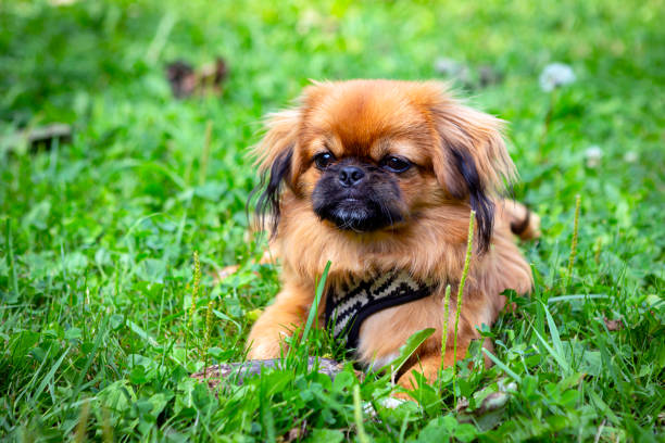 istock Red Pekingese puppy playing on the green grass. 1415517324