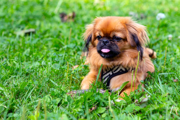 istock Red Pekingese puppy playing on the green grass. 1415517328
