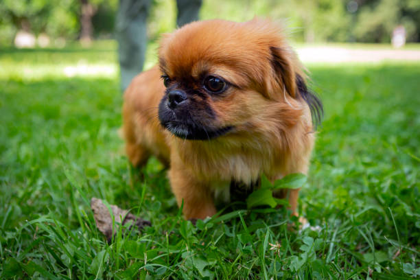istock Red Pekingese puppy playing on the green grass. 1415517332