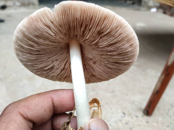 Fungi