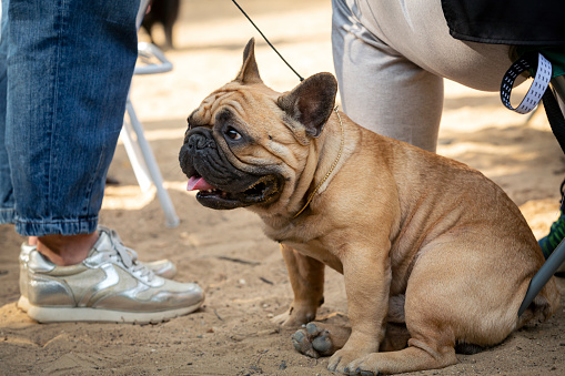 The French Bulldog, is a French breed of companion dog or toy dog. It appeared in Paris in the mid-nineteenth century, apparently the result of cross-breeding of Toy Bulldogs imported from England and local Parisian ratters.