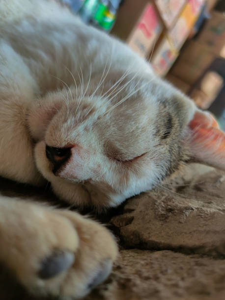 istock stray cat sleep on the traditional market 1415518593