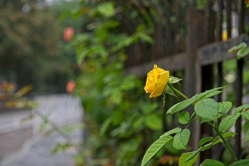 Yellow rose grow trough park fence at middle of mega city Beijing