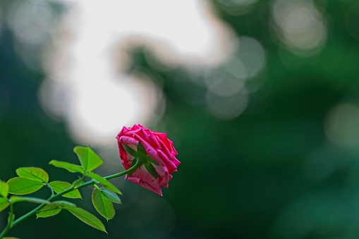 Beauty of city nature, blooming red rose along a city road.