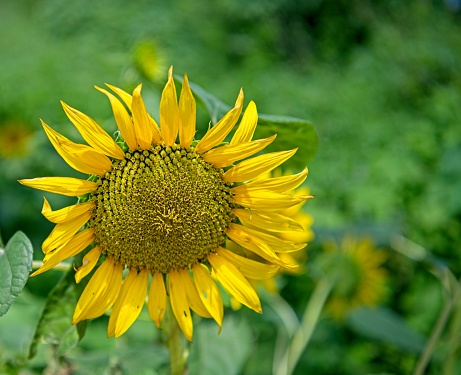 The common sunflower (Helianthus annuus) is a large annual forb of the genus Helianthus grown as a crop for its edible oil and seeds. This sunflower species is also used as wild bird food, as livestock forage (as a meal or a silage plant), in some industrial applications, and as an ornamental in domestic gardens. The plant was first domesticated in the Americas. Wild H. annuus is a widely branched annual plant with many flower heads. The domestic sunflower, however, often possesses only a single large inflorescence (flower head) atop an unbranched stem.