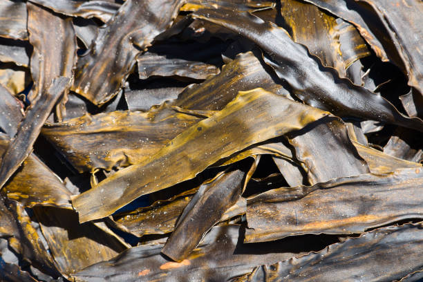 istock Fresh kelp seaweed drying in the sun 1415522126