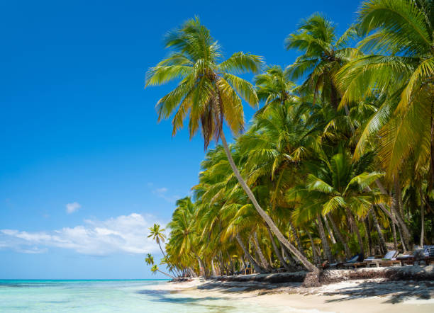 istock Dominican Republic - Saona island 1415522423